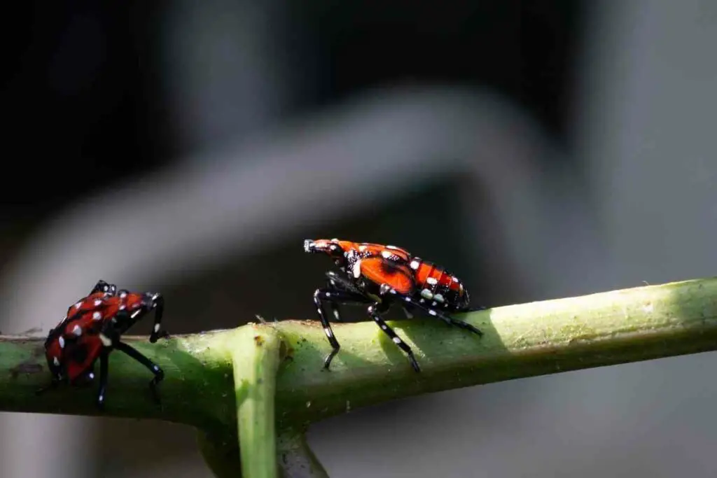 Get rid of spotted lanternfly