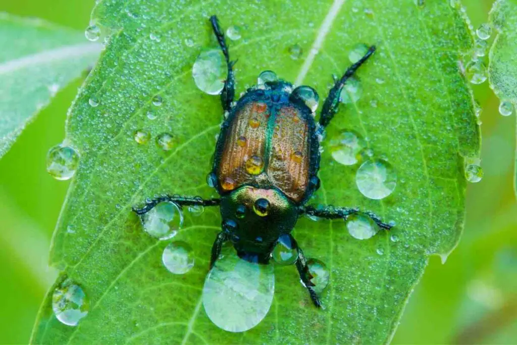 Japanese beetles on plant