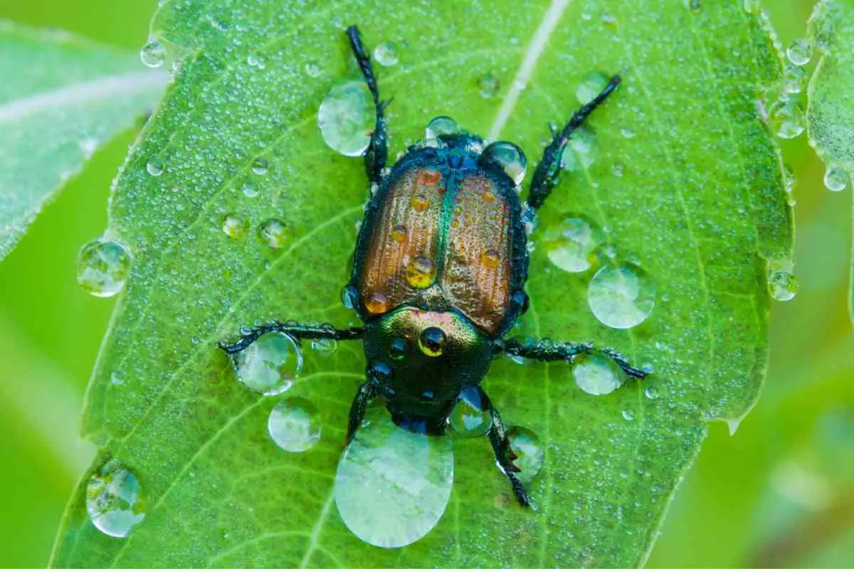 Japanese Beetles – A Gardener’s Guide