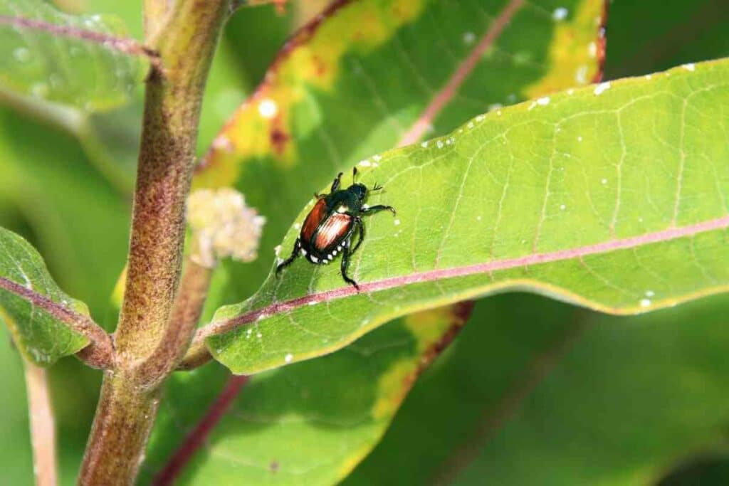 Japanese beetles get rid of them