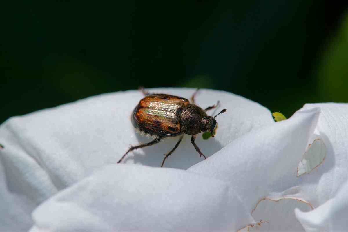 Japanese Beetles A Gardener’s Guide Gardenia Organic