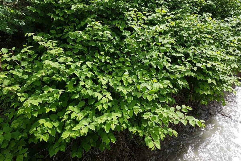 Japanese Knotweed in New England