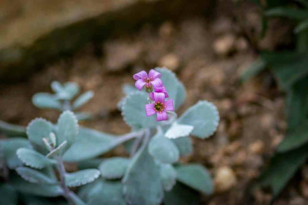 Kalanchoe Pumila flower