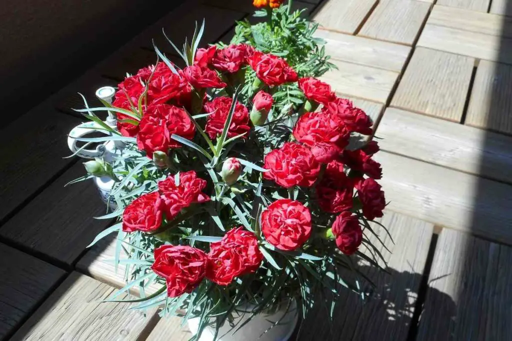 Kaneshon Carnation red