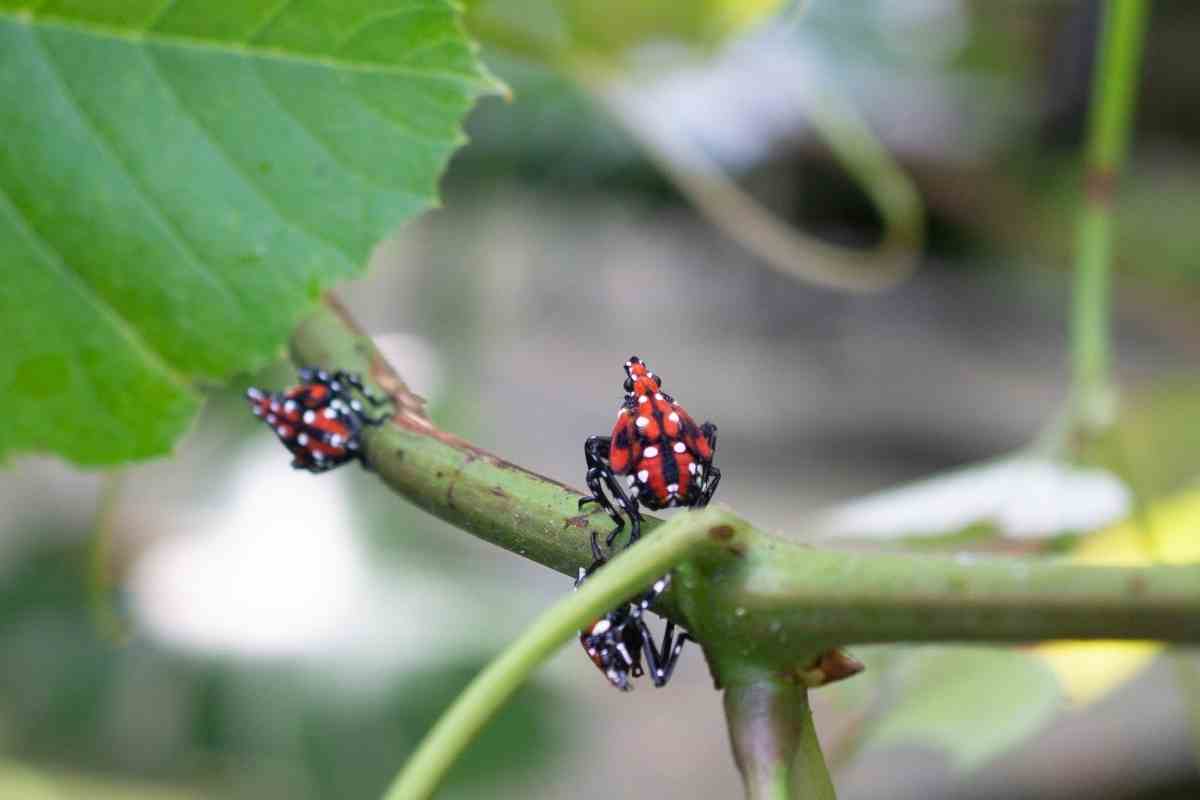 What Insecticide Kills Spotted Lanternfly? Gardenia Organic