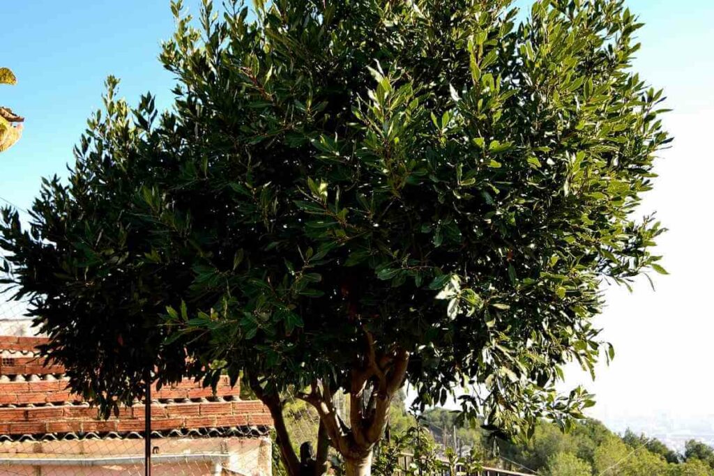 Cherry Laurel or the English Laurel