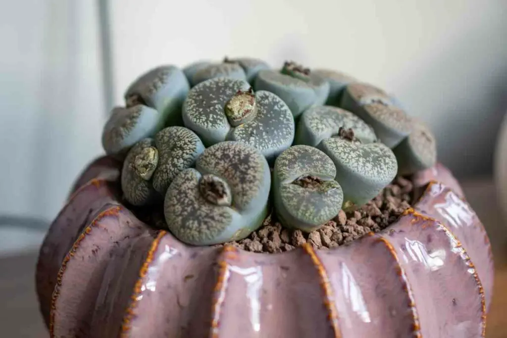 Lithops small succulent in a pot