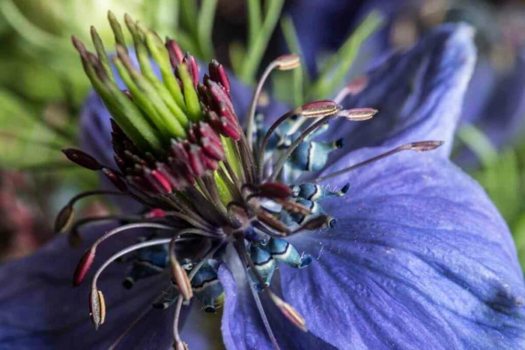 Love-in-a-mist flower