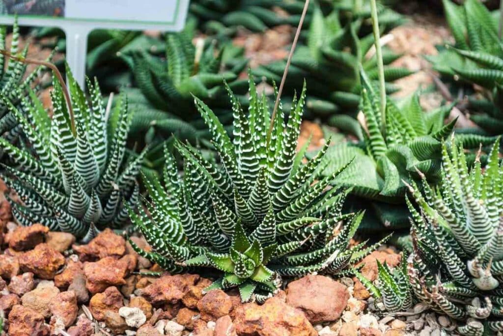 Mini succulents in a pot