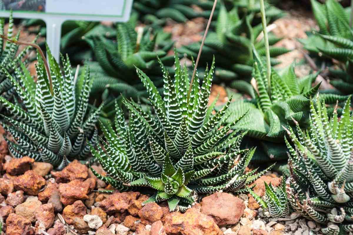 17 Succulents That Stay Small (Mini Succulent Guide) - Gardenia Organic