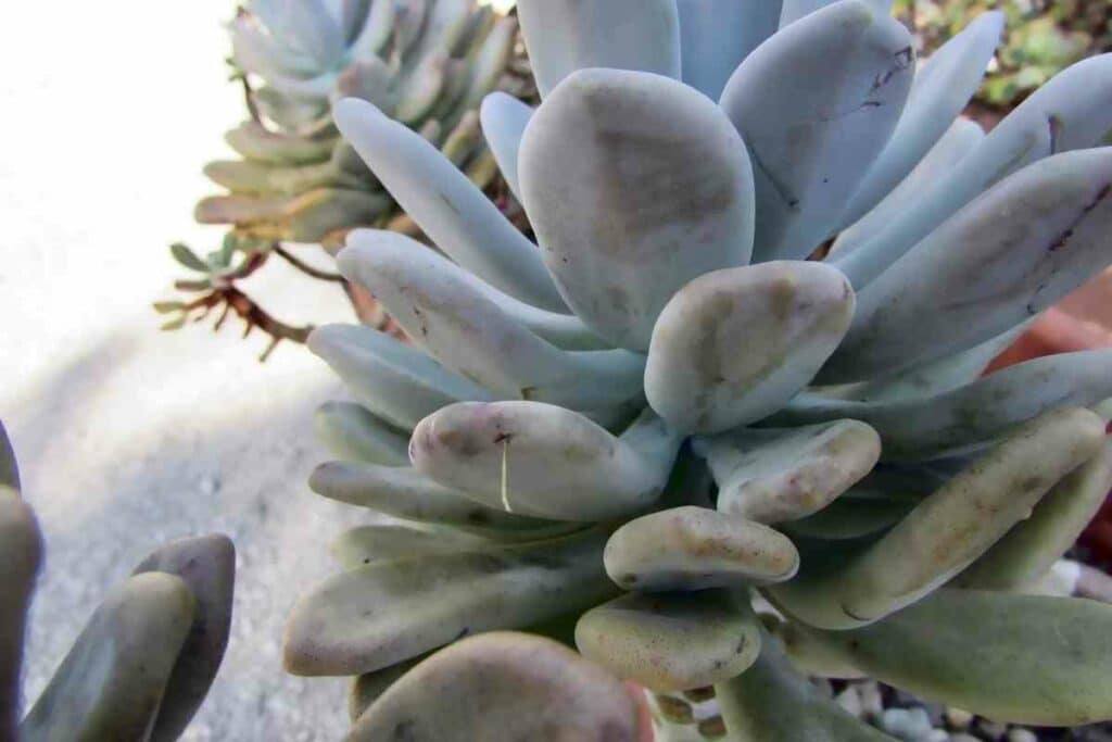 Moonstone plant small succulent in a pot