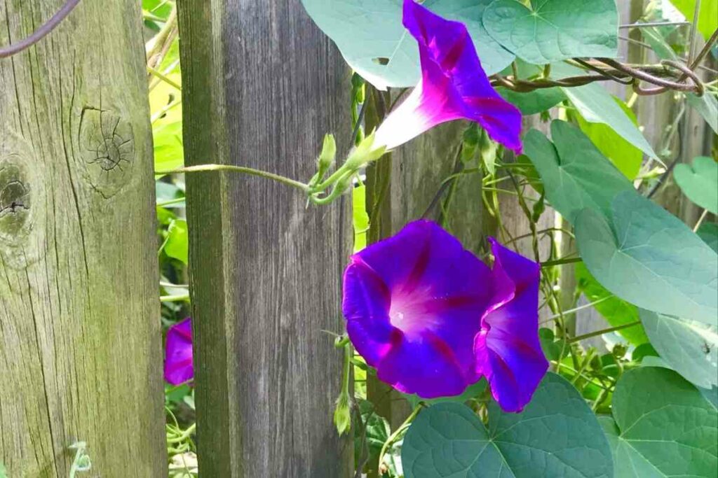 Morning Glory wooden fence