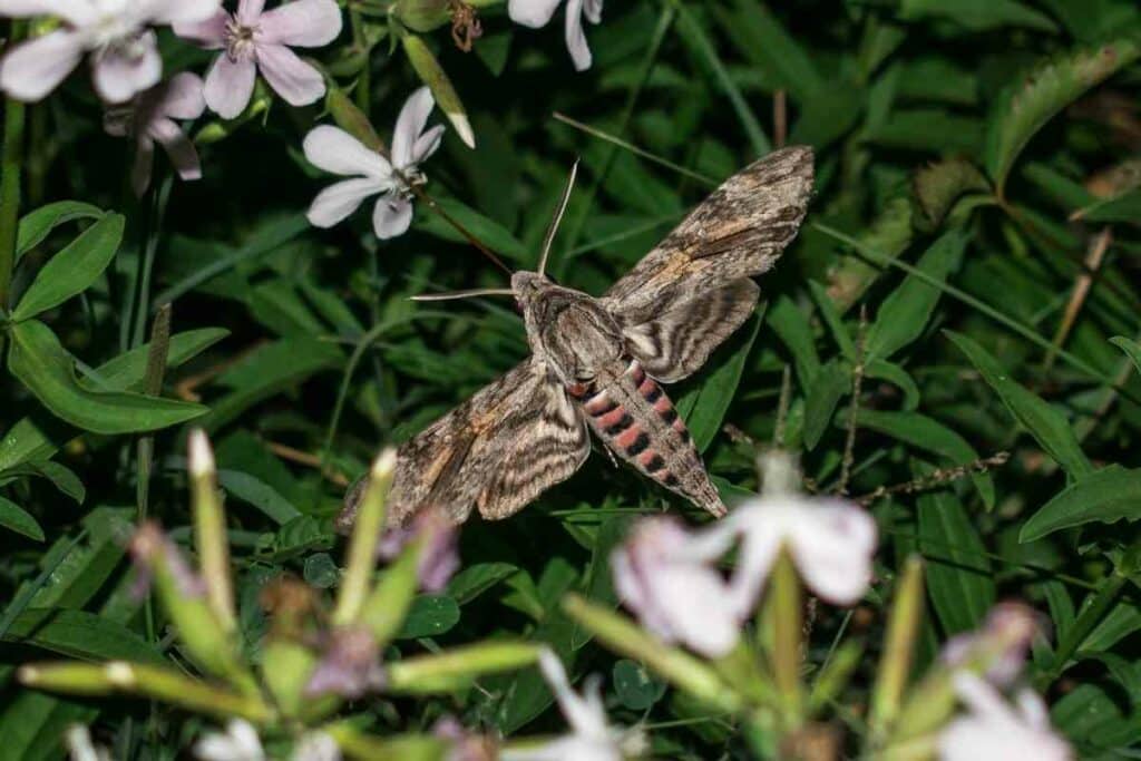 Moths pollinators