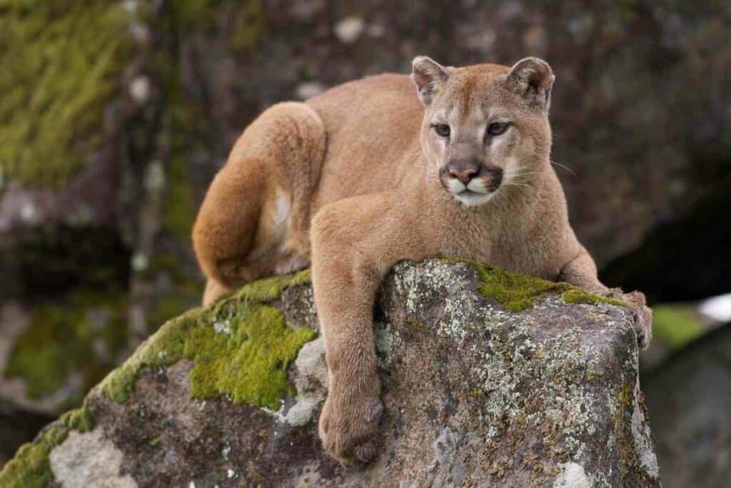 Mountain lions will attack foxes