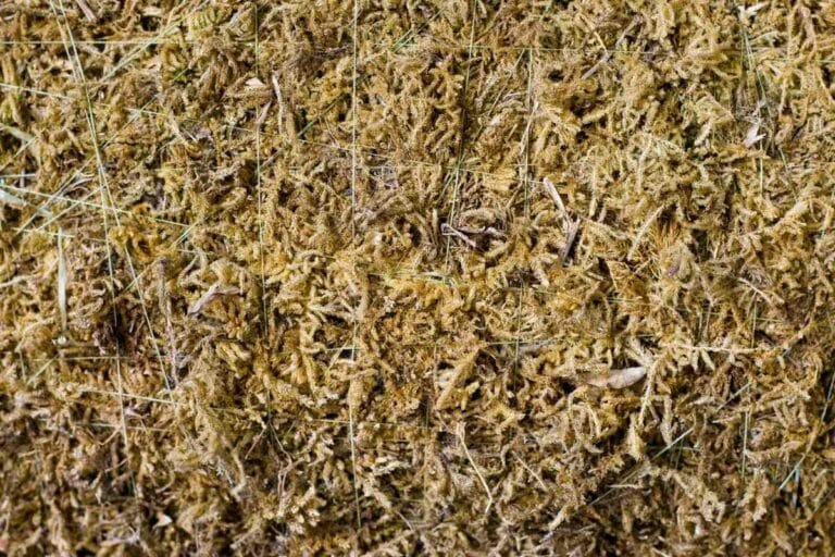 New Zealand Sphagnum Moss For Orchids (How To Use Correctly) Gardenia