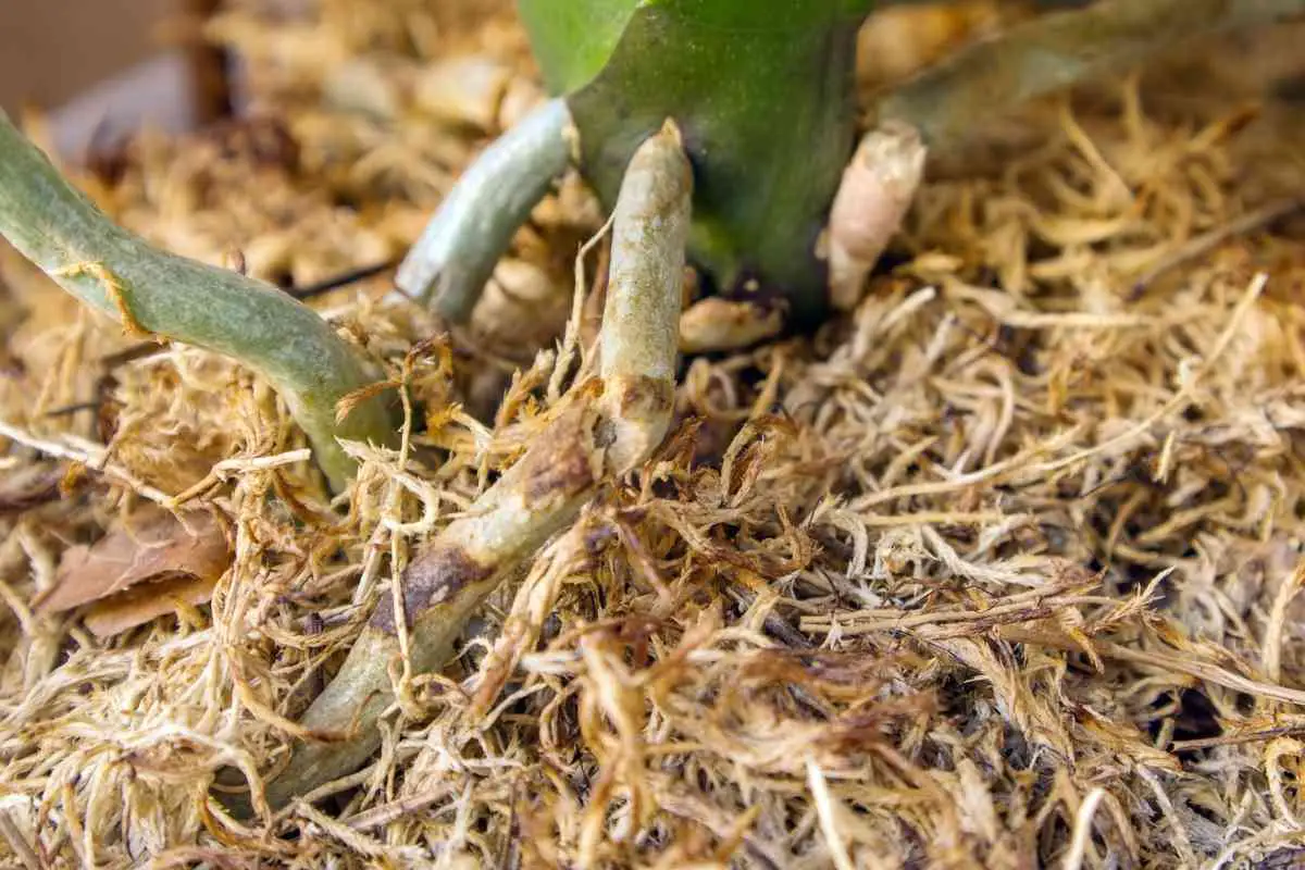 New Zealand Sphagnum Moss For Orchids (How To Use Correctly)