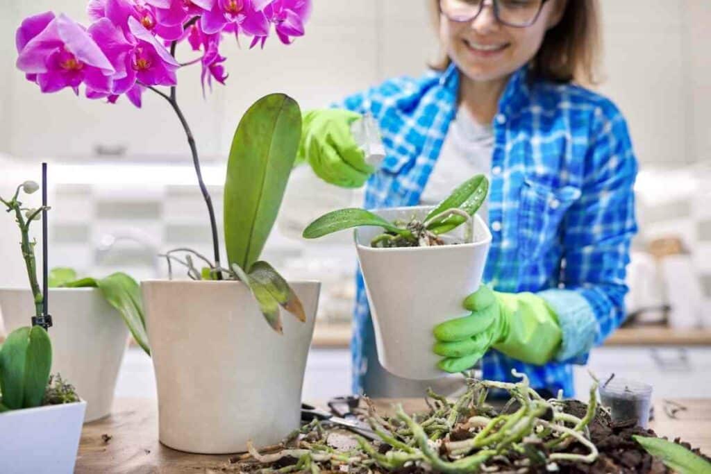 Preparing Orchids sphagnum moss