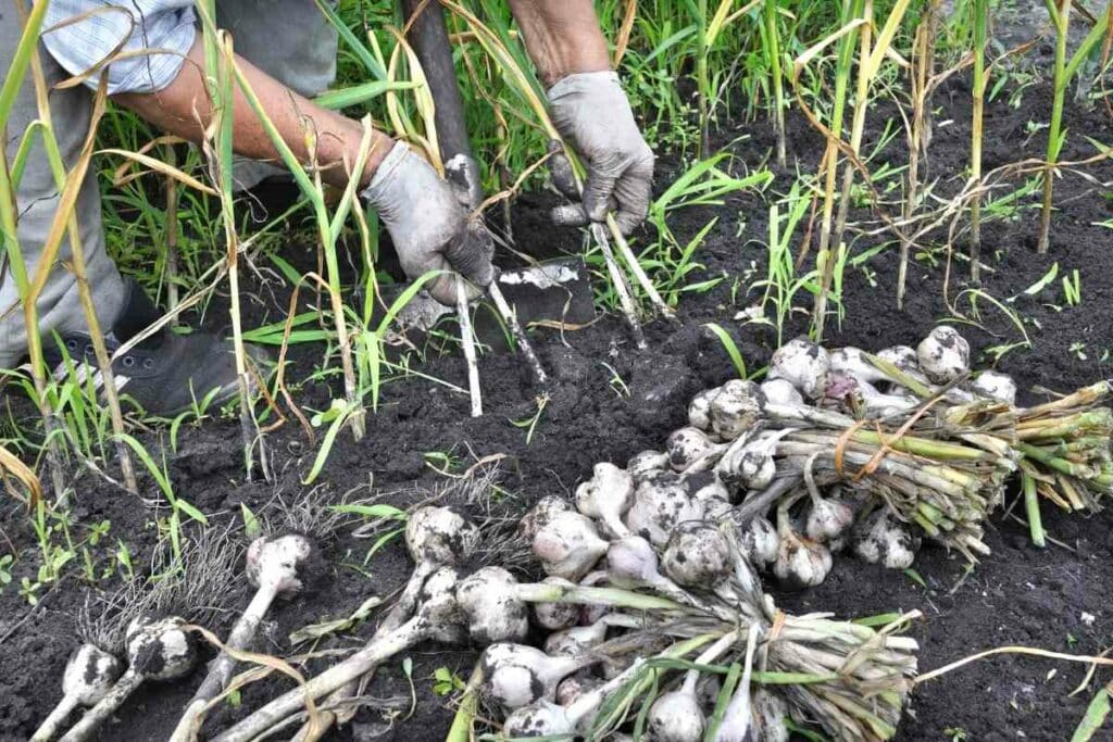 Healthy Organic garlic from garden