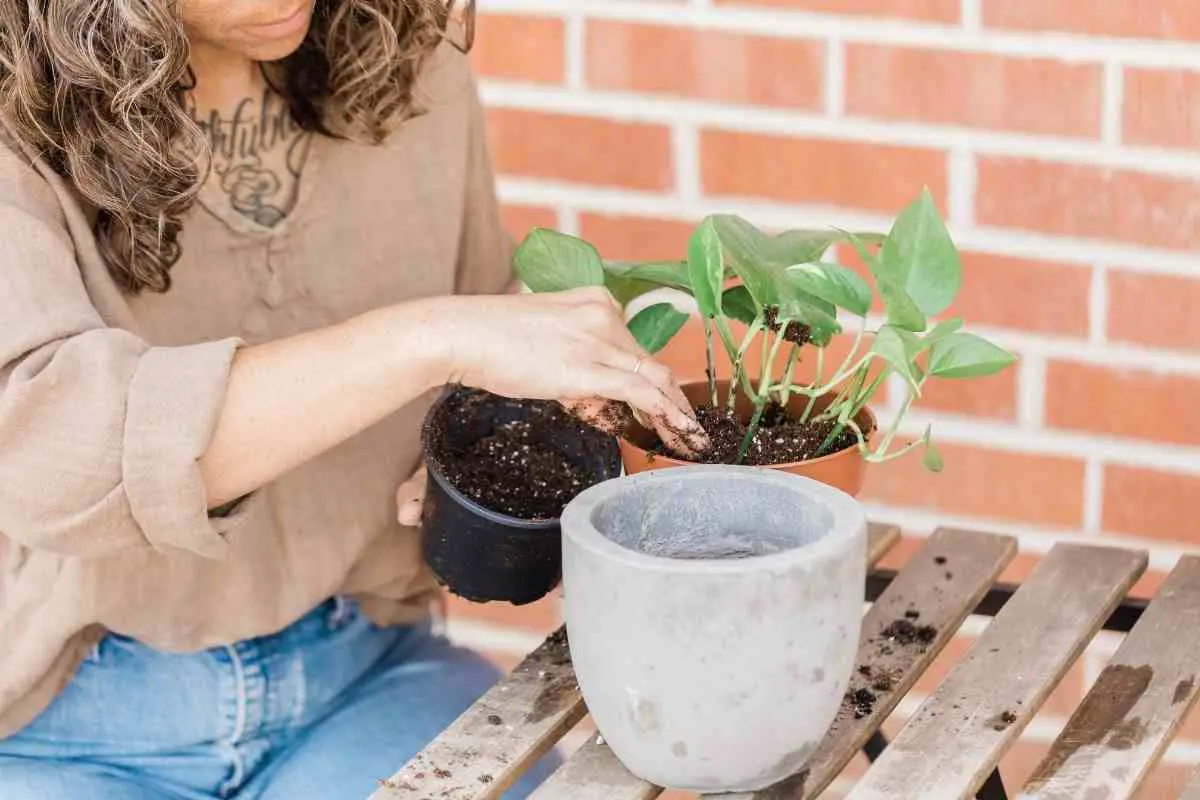 5 Best Organic Potting Soil For Herbs