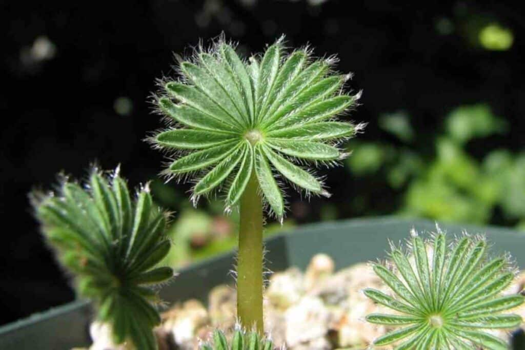 Oxalis Palmifrons growing conditions