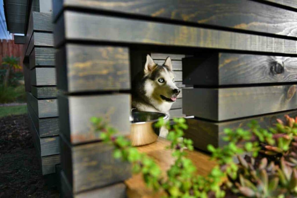 Backyard Dog Kennel Ideas guide