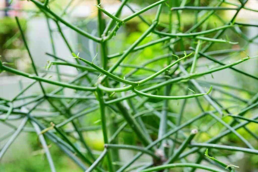 Pencil cactus branches