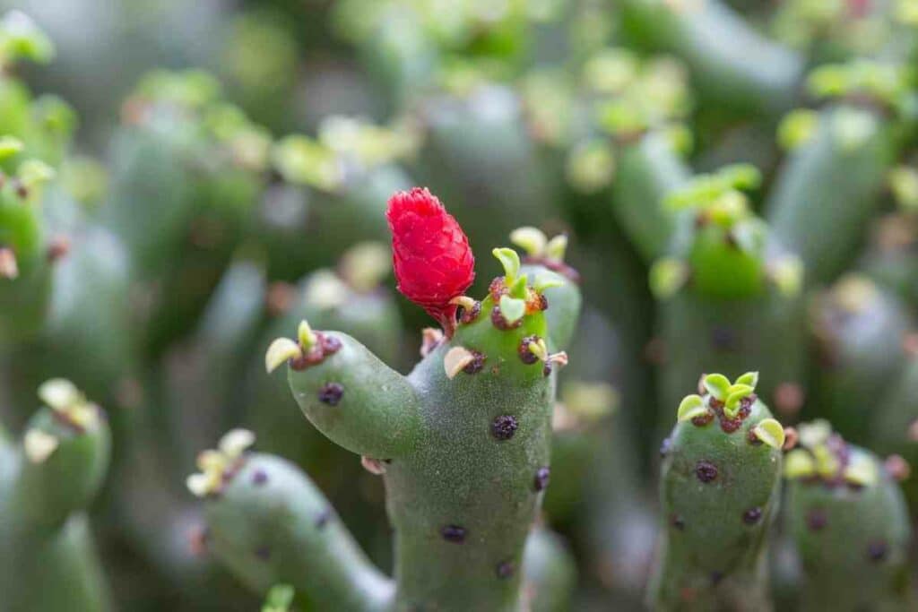 Pencil cactus pink flower