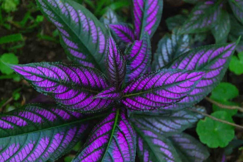 Persian shield indoor purple plant