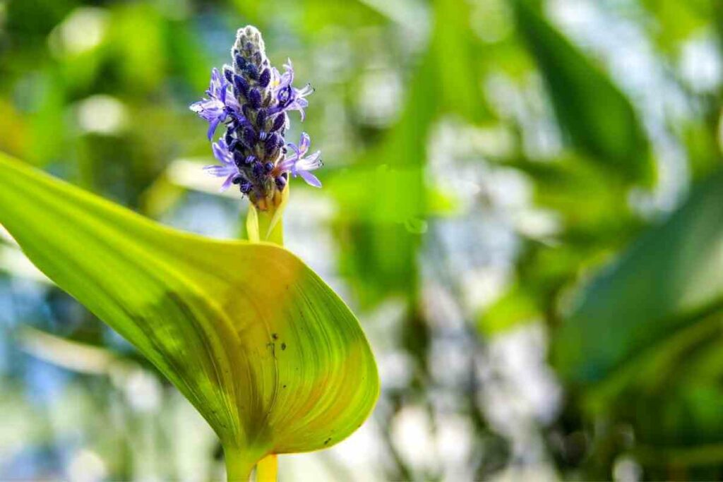 Pickerel weed flower