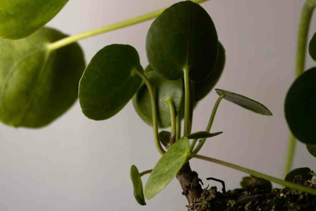 Pilea plant indoor