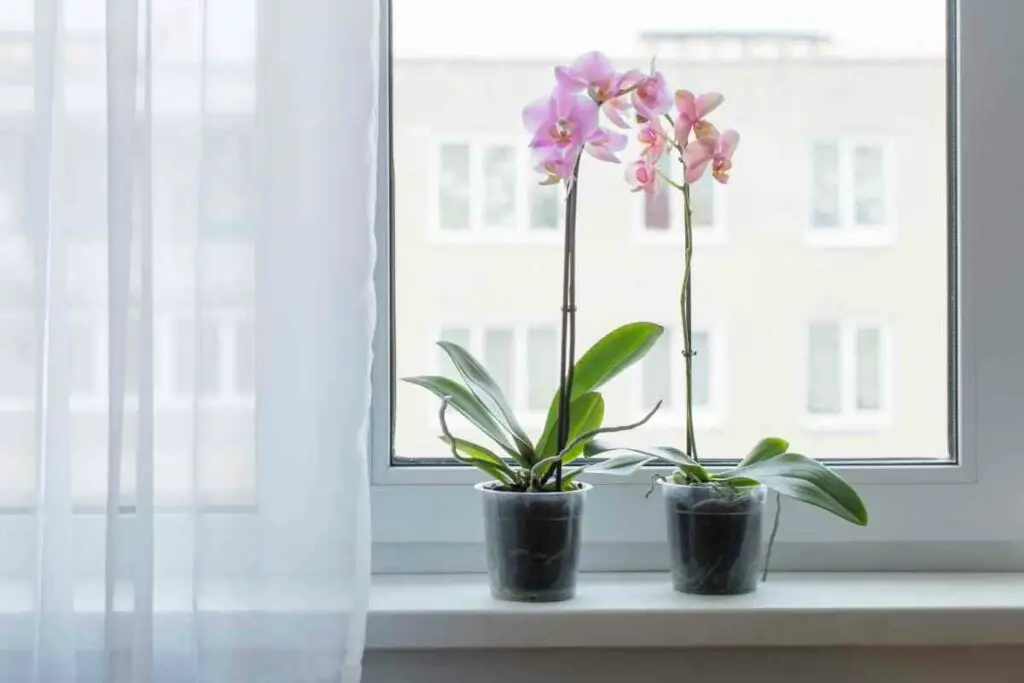 Pink orchids on window