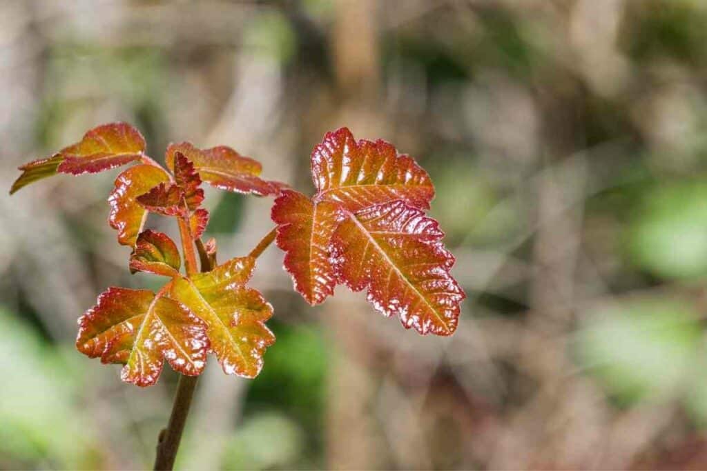 Poison ivy weed in New England