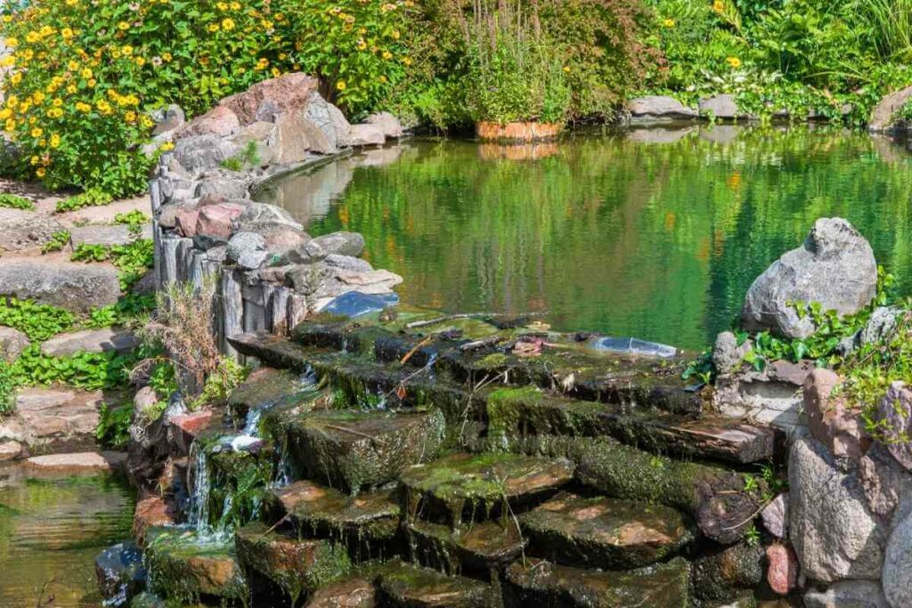 Pond plants nutrients tips