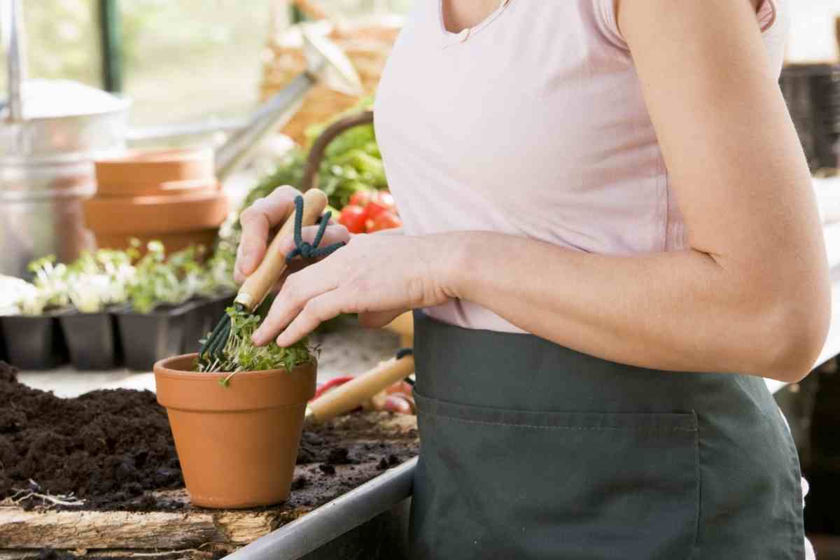 5 Best Organic Potting Soil For Herbs Gardenia Organic