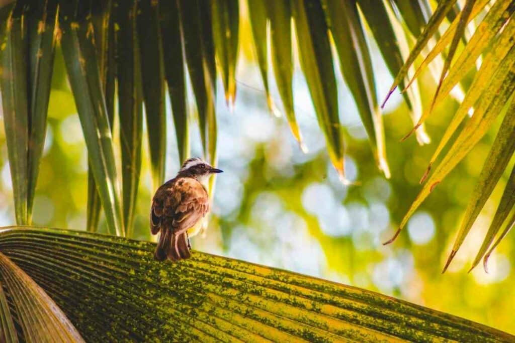 Protecting fruit trees from birds