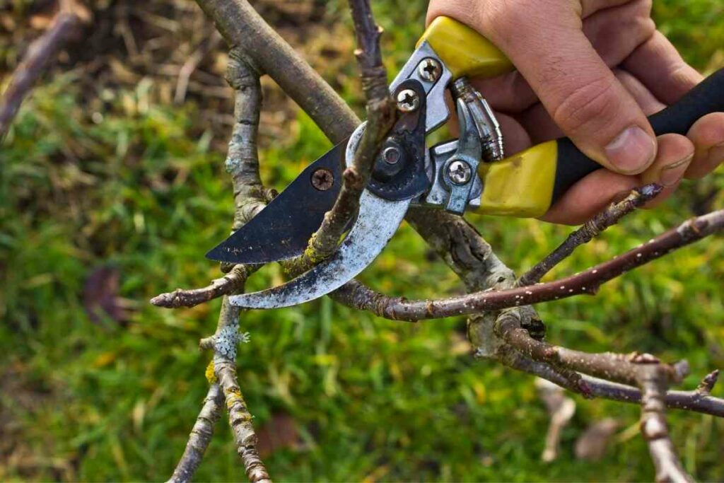Pruning branches complete guide