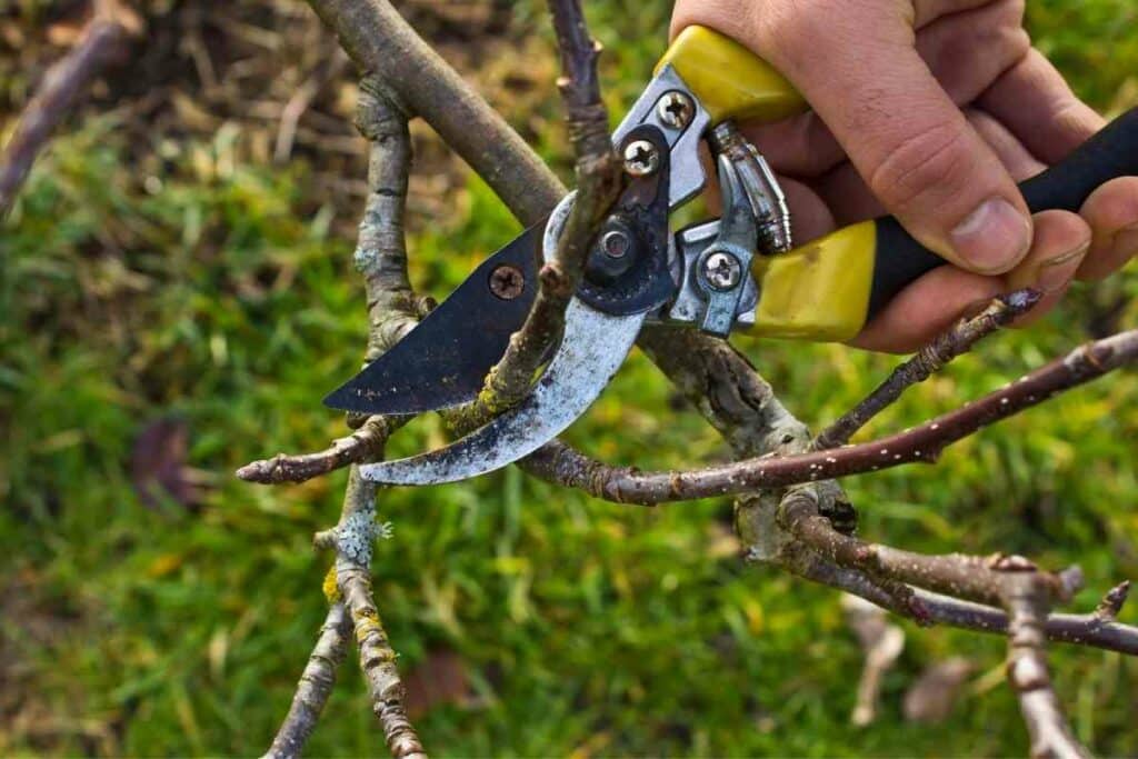 Pruning branches complete guide