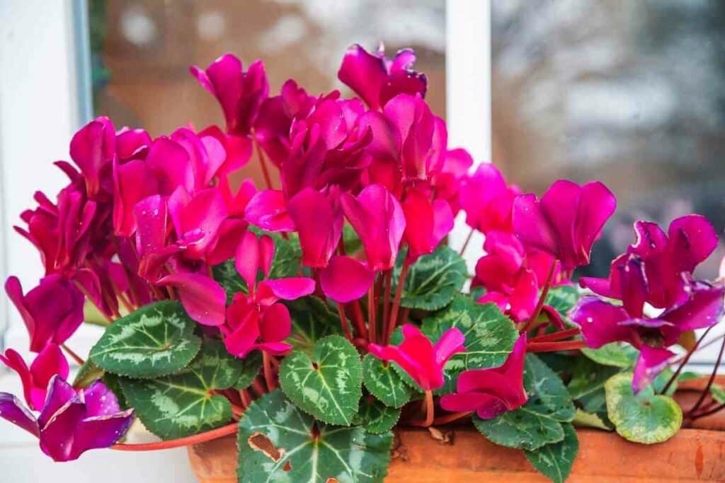 Purple cyclamen indoor plant