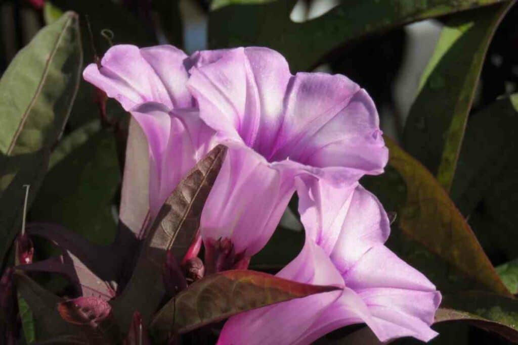 Purple Potato Vine flower