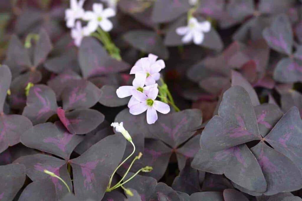 Purple Shamrock indoor purple plant