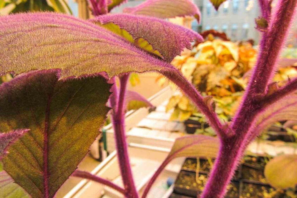 Purple Velvet indoor plant