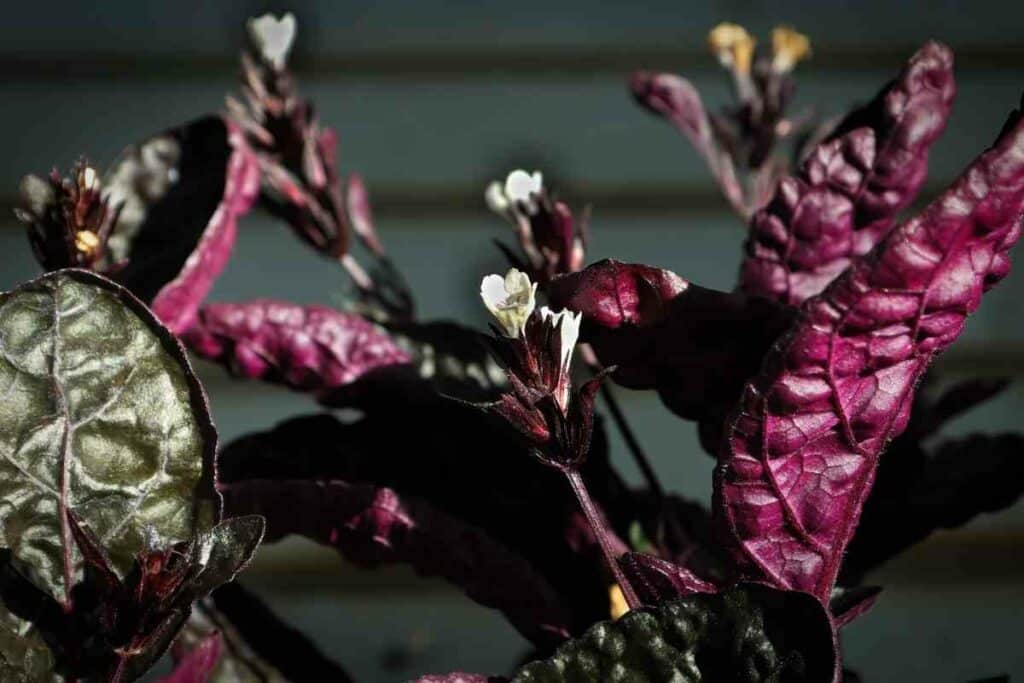 Purple Waffle plant indoor