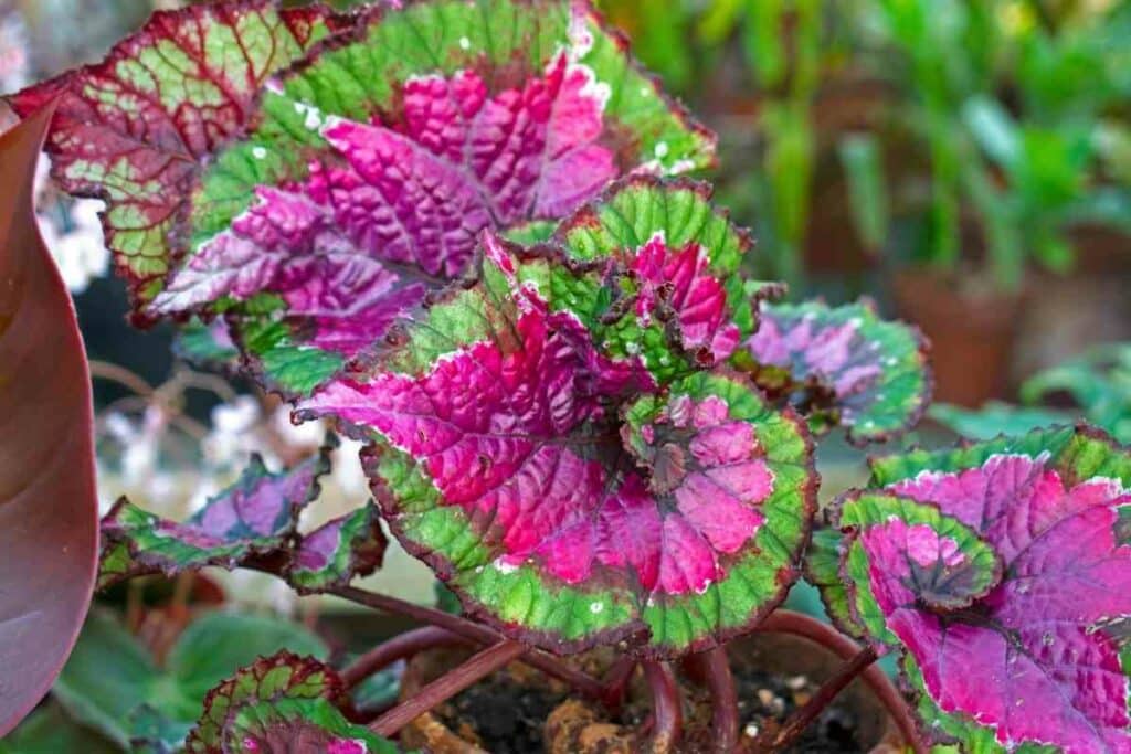 Rex Begonia indoor purple plant