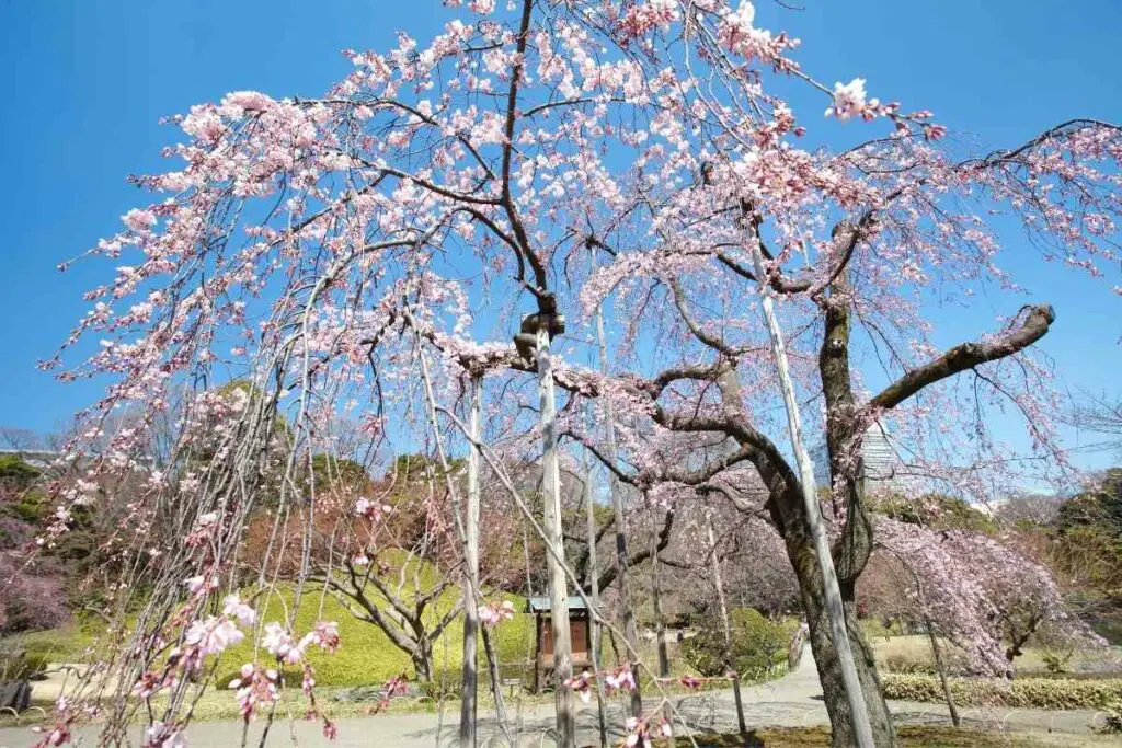 Sakura Japanese cherry