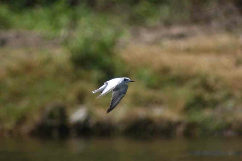 Seagulls flywing