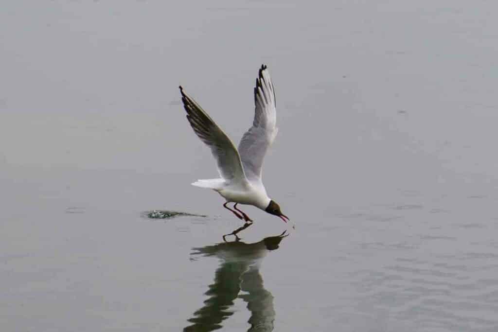 Protect Your Fish From Seagulls