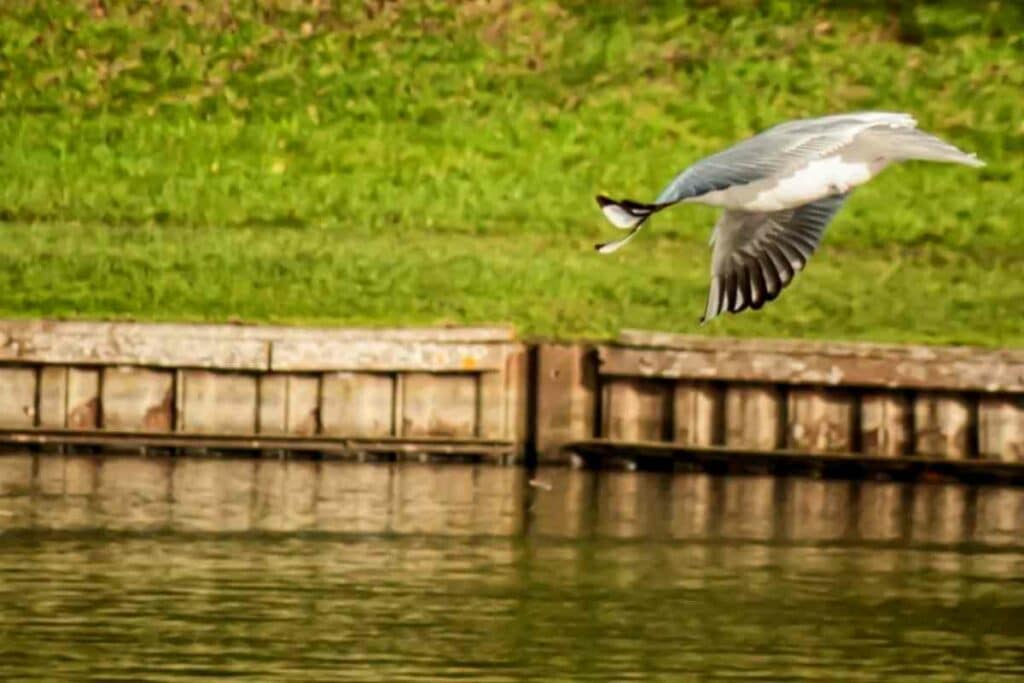 Seagulls fish garden pond