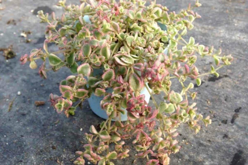 Sedum Little Missy small succulent in a pot