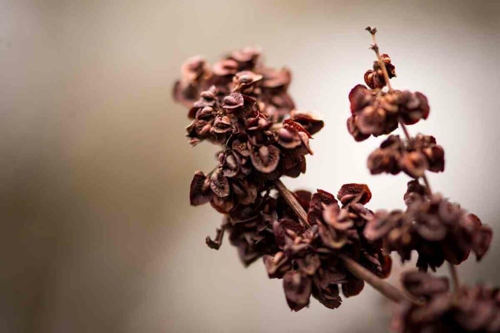 Curly Dock seed weed