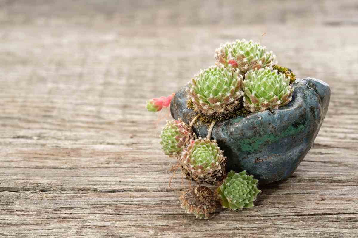 17 Succulents That Stay Small (Mini Succulent Guide) Gardenia Organic